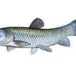 amur bily ctenopharyngodon idella