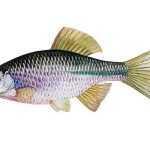 Hořavka duhová Rhodeus amarus