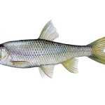 Jelec proudník Leuciscus leuciscus