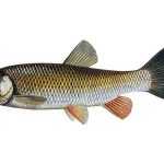 Jelec tloušť Leuciscus cephalus