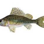 Ježdík obecný Gymnocephalus cernuus