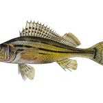 Ježdík žlutý Gymnocephalus schraetser