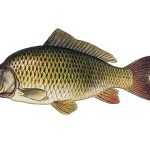 Kapr obecný Cyprinus carpio