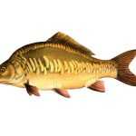 Kapr obecný (lysec) Cyprinus carpio