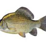 Karas obecný Carassius carassius