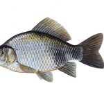 Karas stříbřitý Carassius auratus