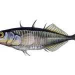 Koljuška tříostná Gasterosteus aculeatus