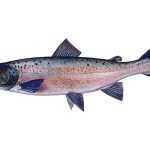 Losos obecný - Salmo salar