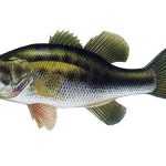 Okounek pstruhový Micropterus salmoides