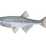 Ouklej obecná Alburnus alburnus