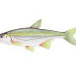 Ouklejka pruhovaná Alburnoides bipunctatus