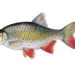 Perlín ostrobřichý Scardinius erythrophthalmus