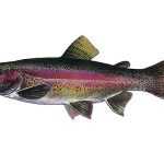 Pstruh duhový Oncorhynchus mykiss