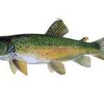 Pstruh obecný - Salmo trutta